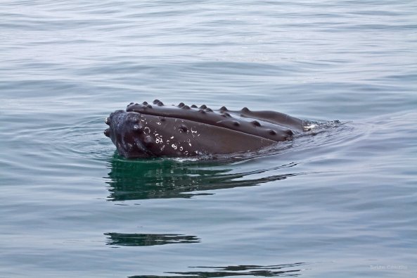 "Peek-a-boo" - Humpback Whale. Bay of Fundy, Nova Scotia